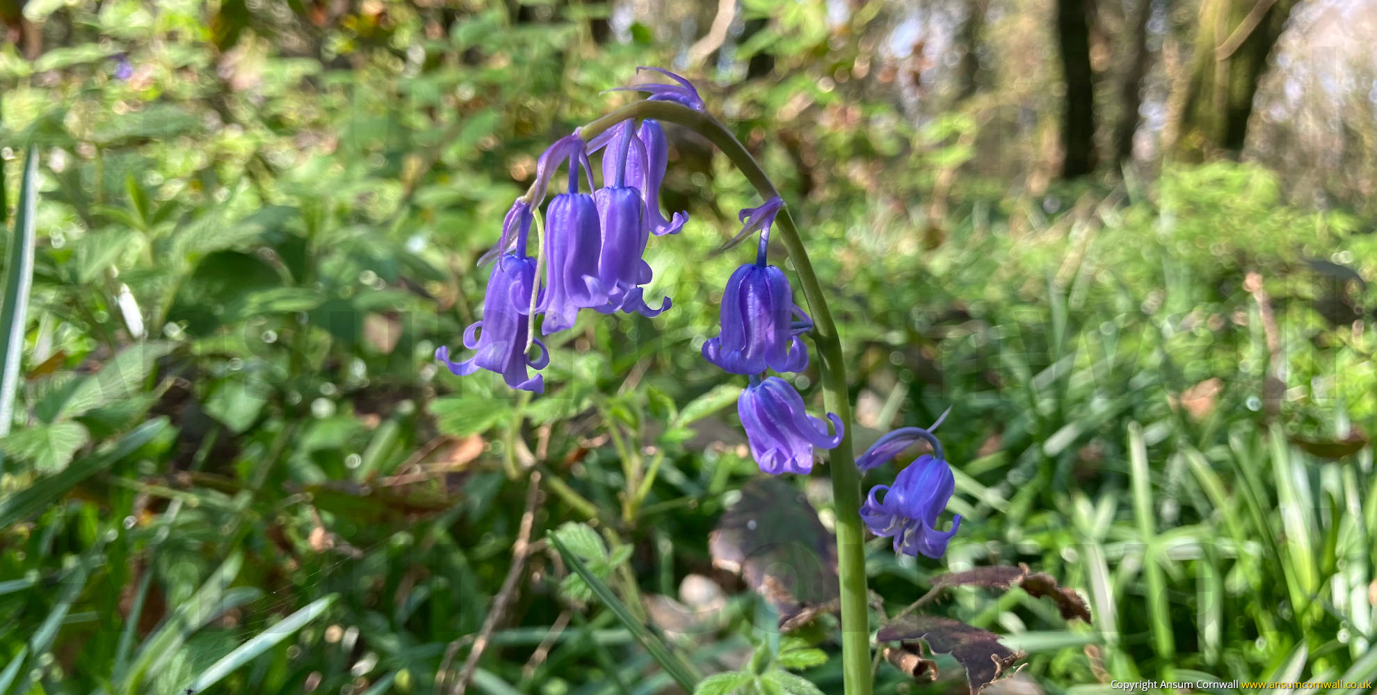 Bluebells in woodland