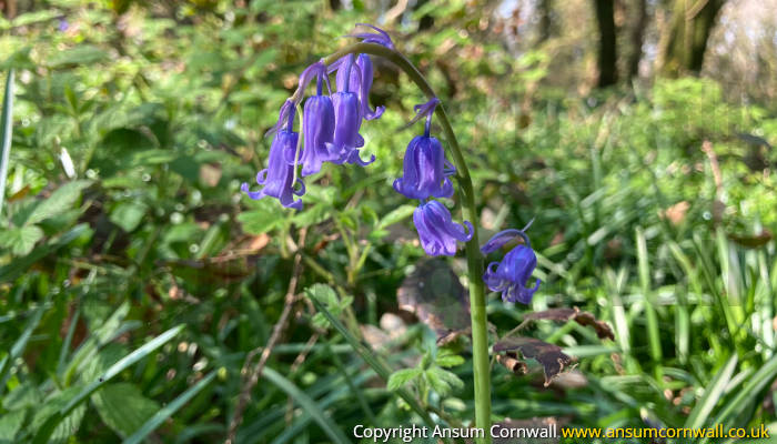 Bluebells in woodland