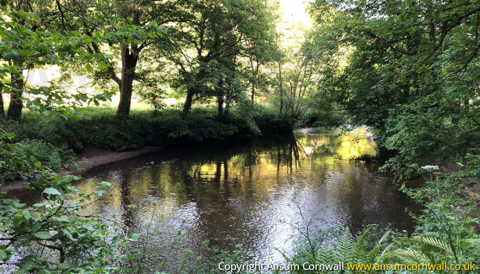 Bishops Wood