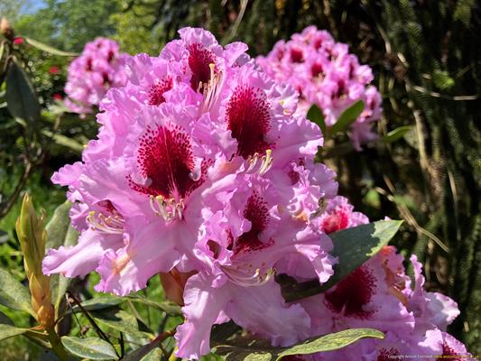 Caerhays Estate Thumbnail Photo 7