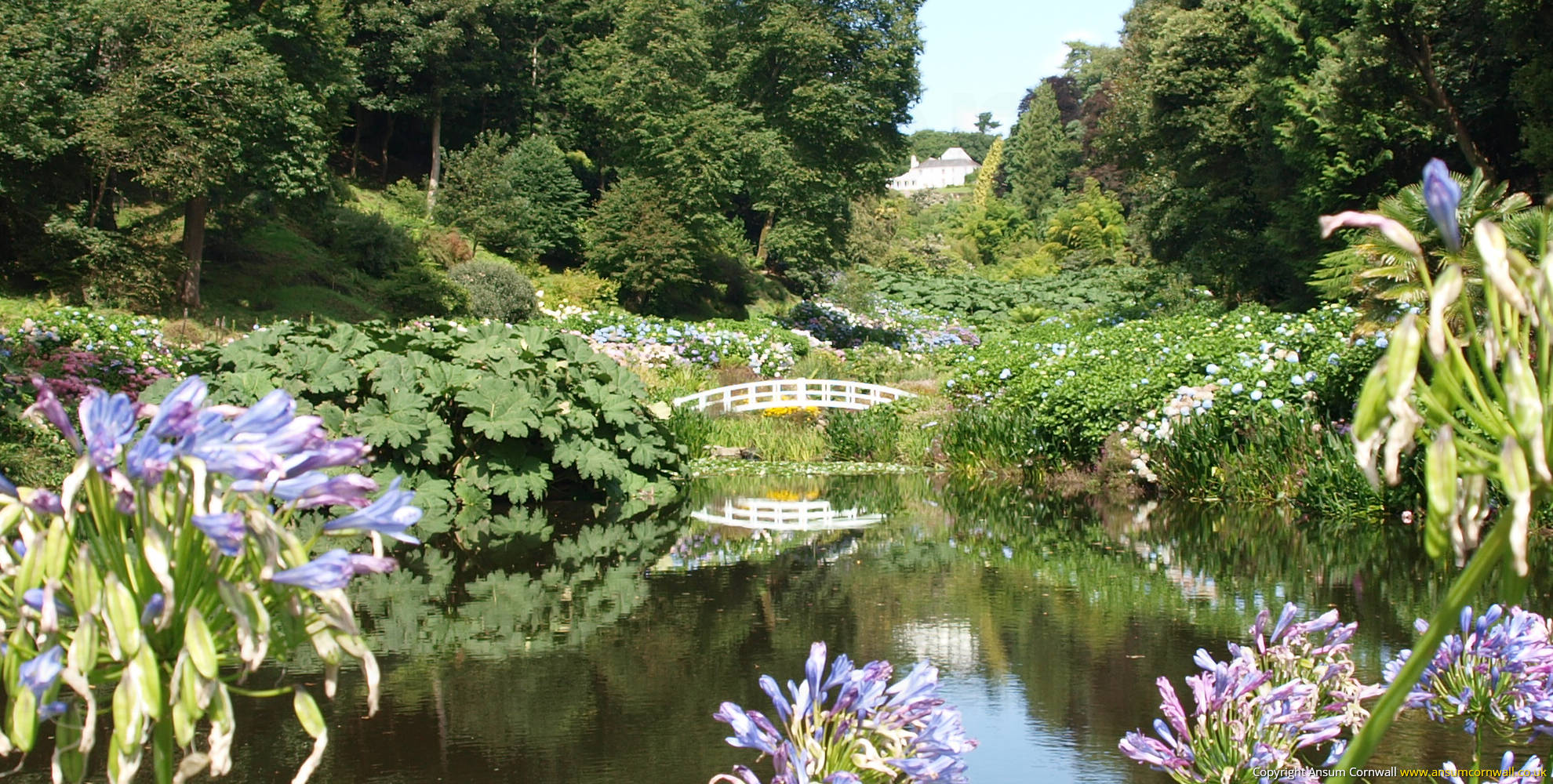 Mallard Pond at Trebah Gardens