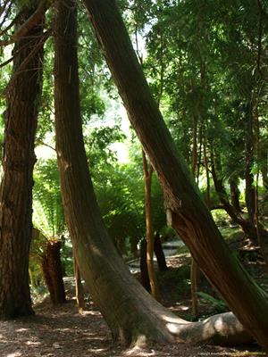 Trebah Gardens Thumbnail Photo 6