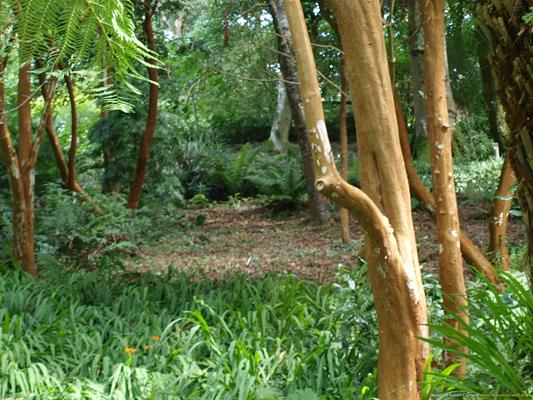 Trebah Gardens Thumbnail Photo 7