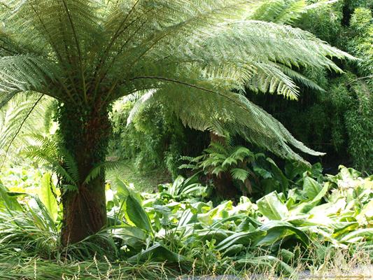 Trebah Gardens Thumbnail Photo 8
