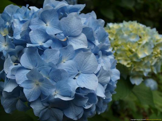 Trebah Gardens Thumbnail Photo 12