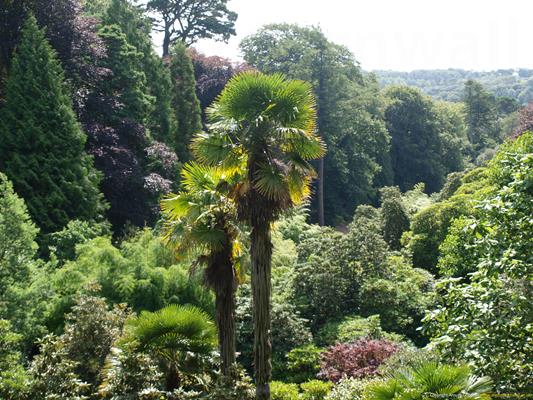 Trebah Gardens Thumbnail Photo 16