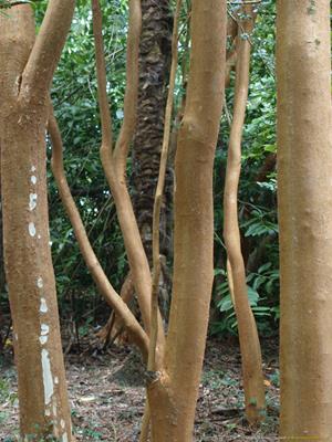 Trebah Gardens Thumbnail Photo 17