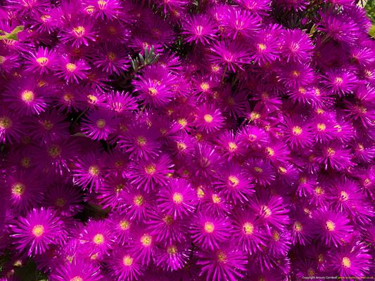 Trewithen Gardens Thumbnail Photo 4