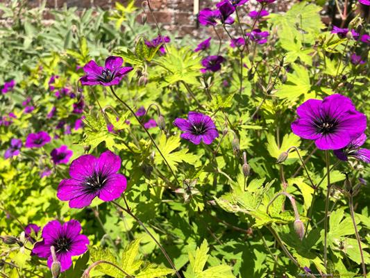 Trewithen Gardens Thumbnail Photo 5