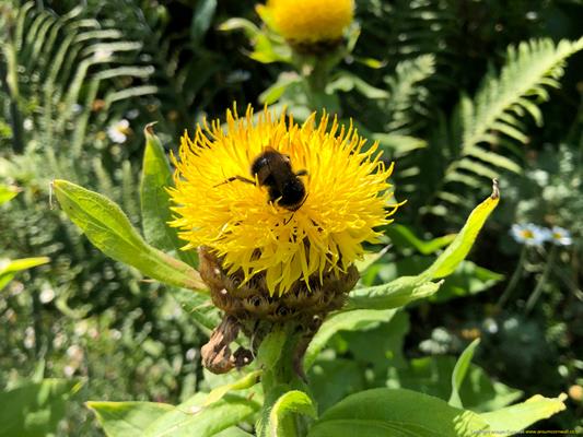 Trewithen Gardens Thumbnail Photo 6