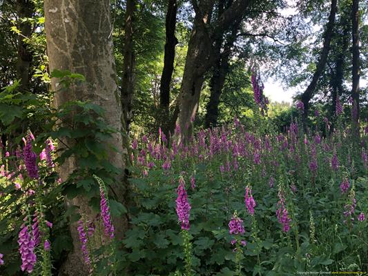 Trewithen Gardens Thumbnail Photo 11