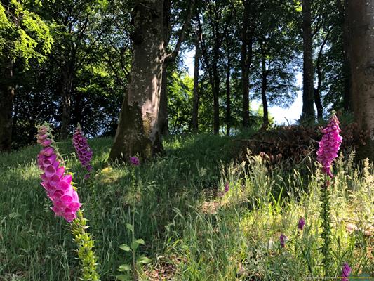Trewithen Gardens Thumbnail Photo 14