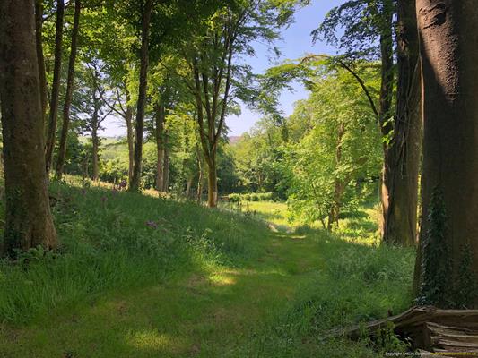 Trewithen Gardens Thumbnail Photo 15