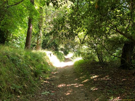 Trewithen Gardens Thumbnail Photo 16