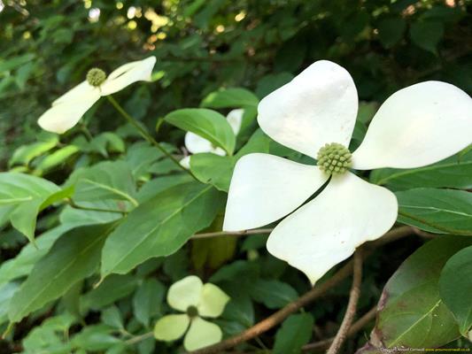 Trewithen Gardens Thumbnail Photo 17