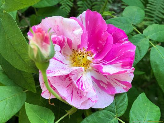 Trewithen Gardens Thumbnail Photo 20