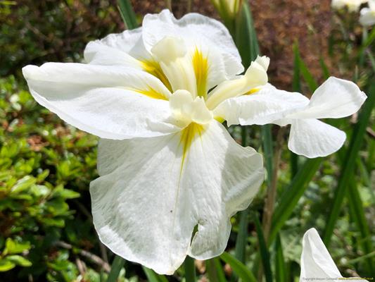 Trewithen Gardens Thumbnail Photo 21