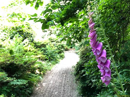 Trewithen Gardens Thumbnail Photo 25