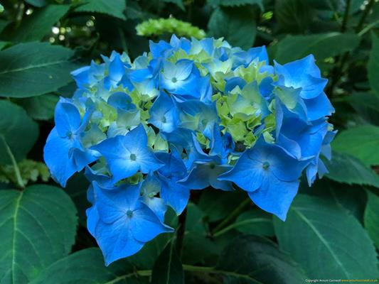 Trewithen Gardens Thumbnail Photo 26