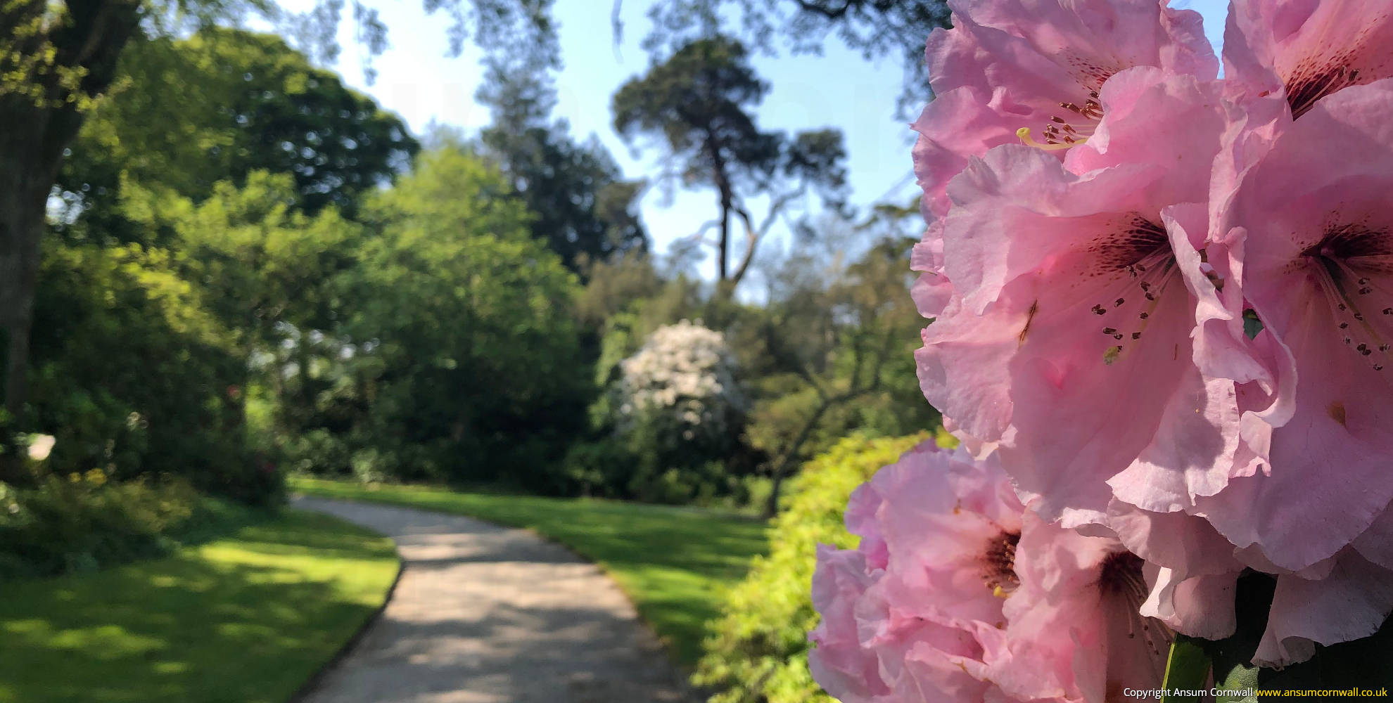 Pink flowers in gardens