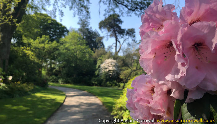 Pink flowers in gardens
