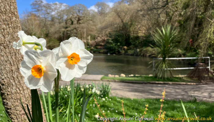 White Daffodils at Malpas pond, Boscawen Park