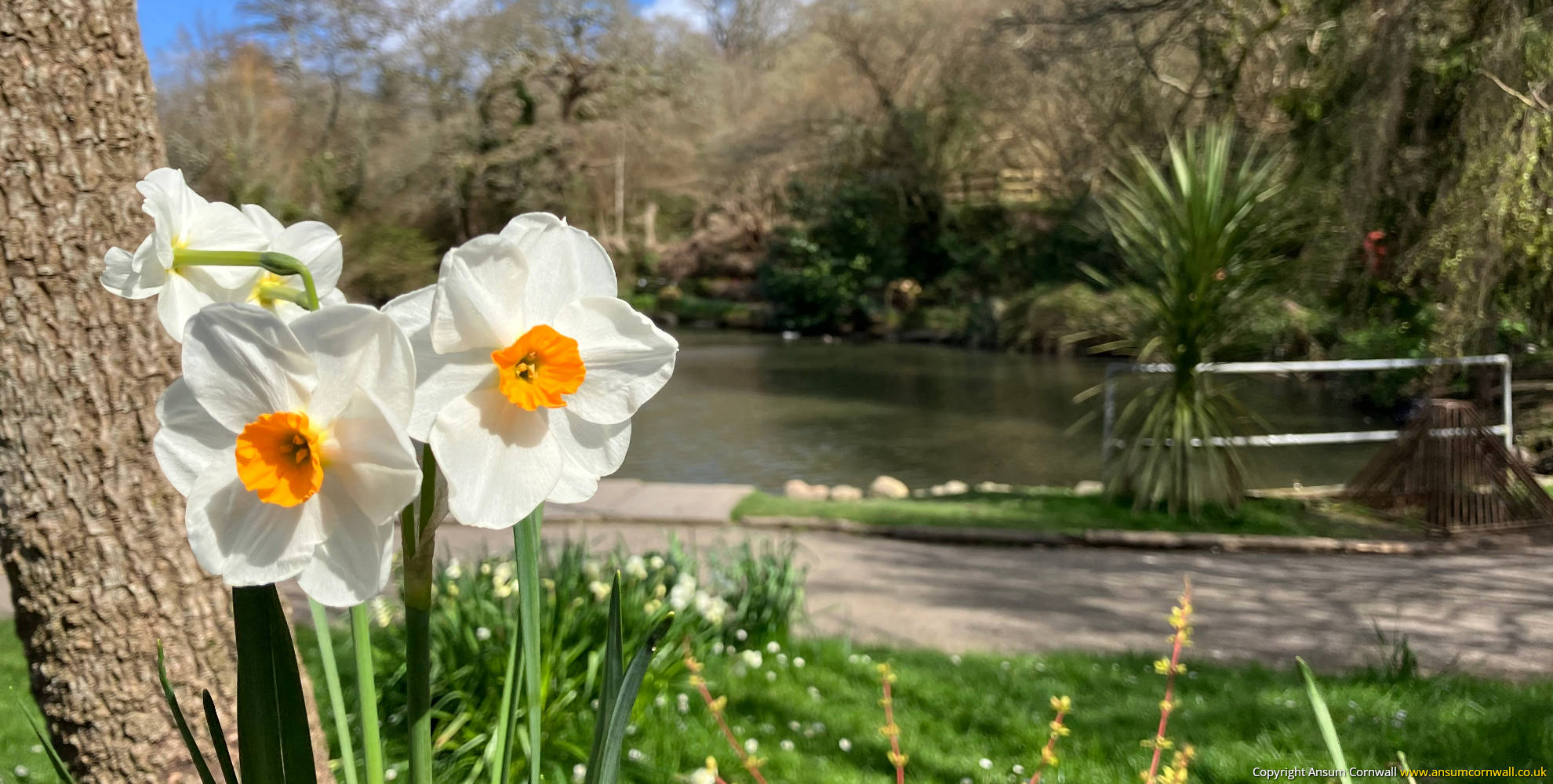 White Daffodils at Malpas pond, Boscawen Park