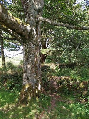 Madron Holy Well Thumbnail Photo 6