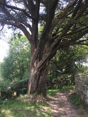 Madron Holy Well Thumbnail Photo 7