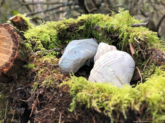 Madron Holy Well Thumbnail Photo 8