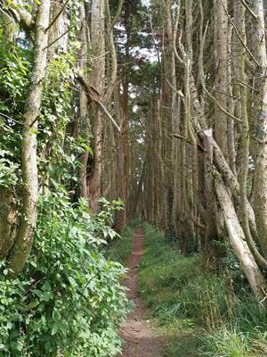 Madron Holy Well Thumbnail Photo 11