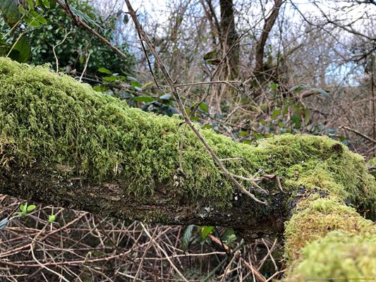 Madron Holy Well Thumbnail Photo 17