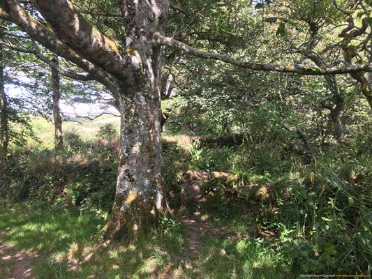 Madron Holy Well Thumbnail Photo 22