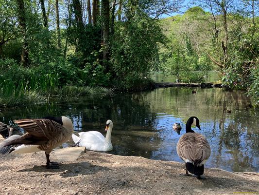 Tehidy Country Park Thumbnail Photo 8