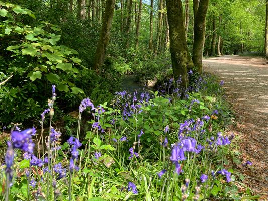 Tehidy Country Park Thumbnail Photo 11
