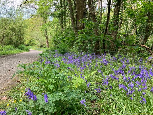 Tehidy Country Park Thumbnail Photo 14
