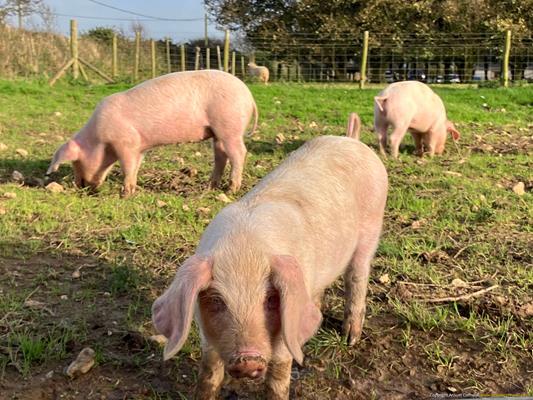 Trevaskis Farm Thumbnail Photo 3
