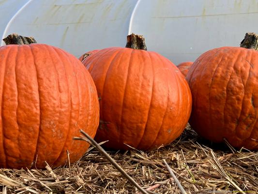 Trevaskis Farm Thumbnail Photo 17