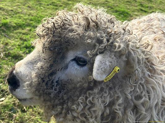 Trevaskis Farm Thumbnail Photo 19