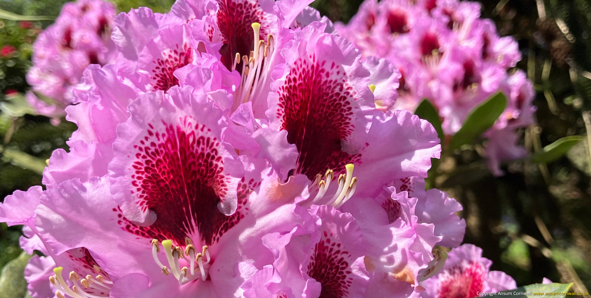 Pink rhododendron flowers at Caerhays Estate